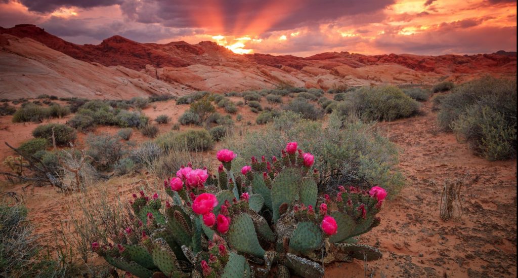 Job Openings Wallace, Plese + Dreher